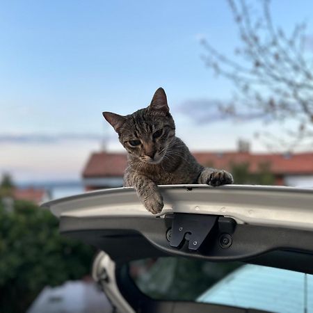 Pri Piratski Macki - At The Pirate Cat - Dal Gatto Pirata Koper Eksteriør bilde
