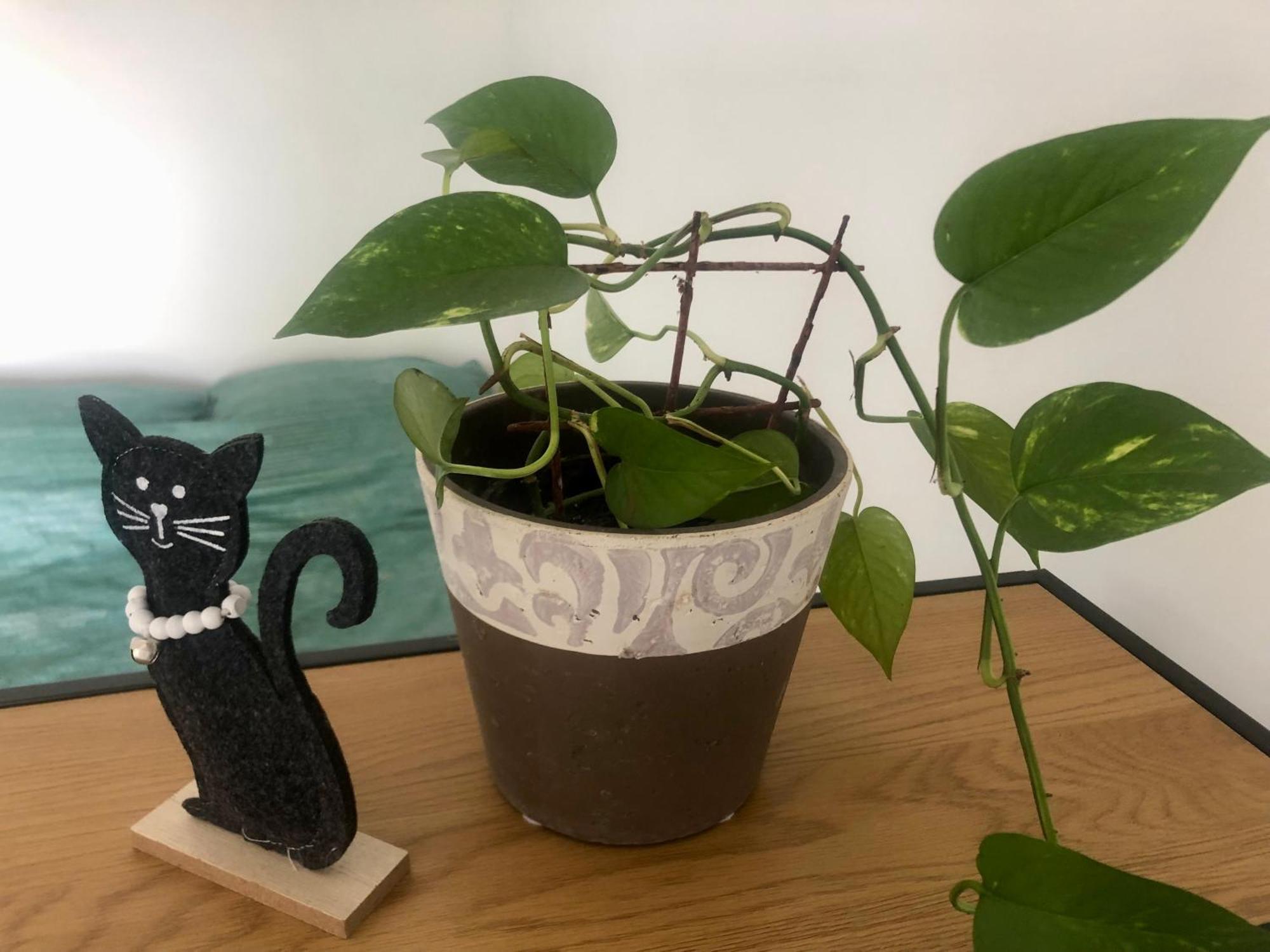 Pri Piratski Macki - At The Pirate Cat - Dal Gatto Pirata Koper Eksteriør bilde