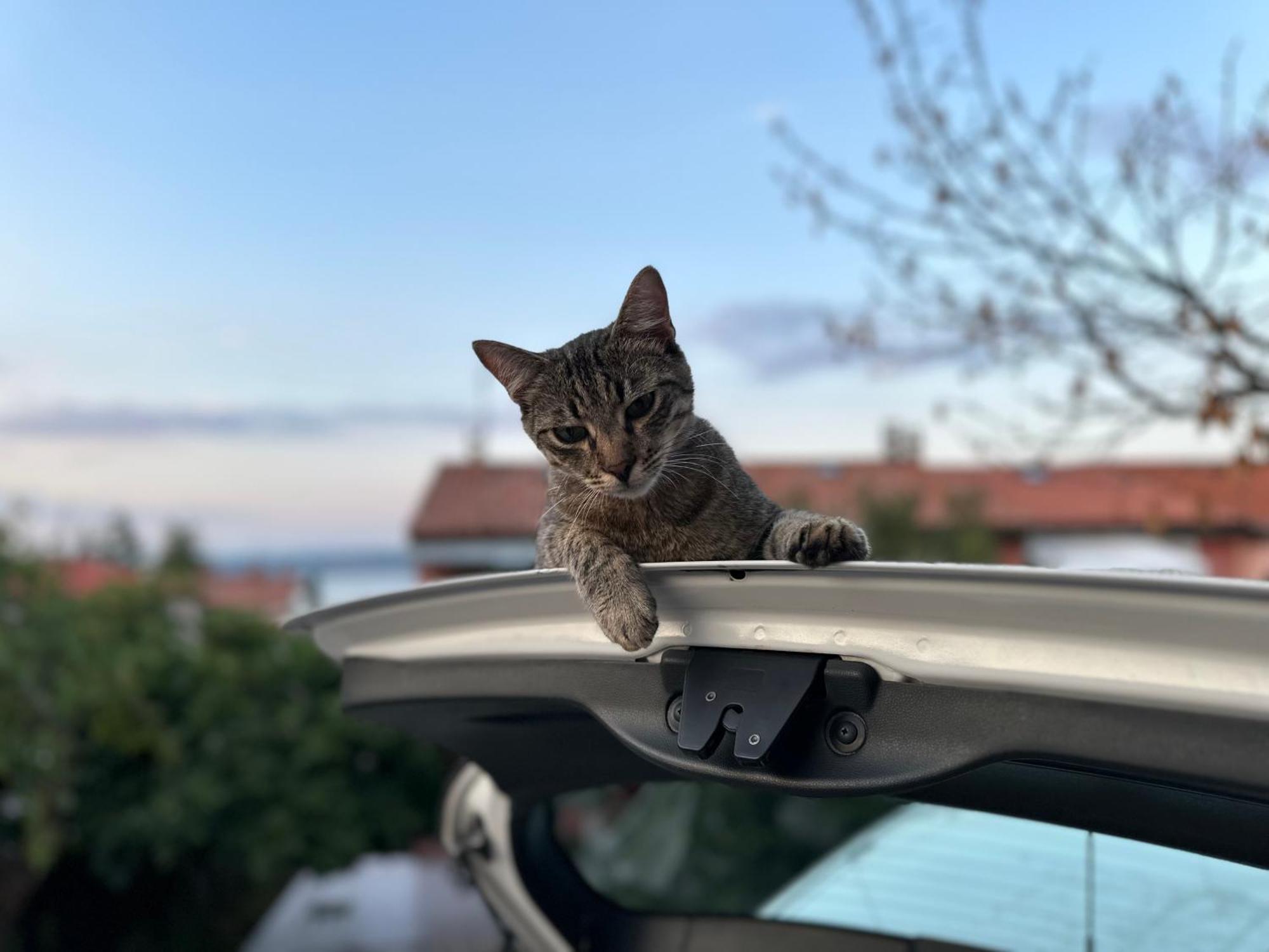 Pri Piratski Macki - At The Pirate Cat - Dal Gatto Pirata Koper Eksteriør bilde